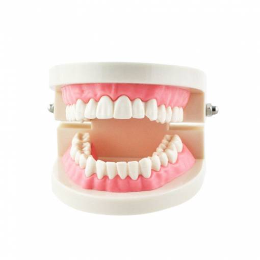 Foto - Model lidského chrupu - 28 zubů