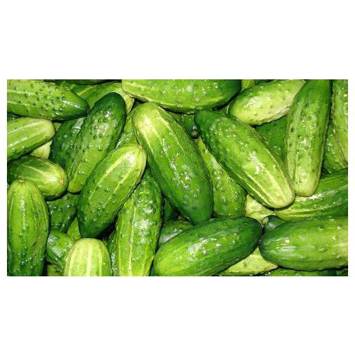Foto - Okurka nakladačka - Hruboostná